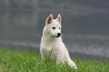 SIBERIAN HUSKY 1025